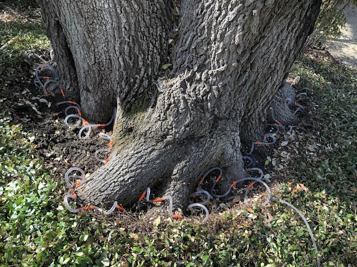 Detailed Tree Cabling and Bracing job site in Shambaugh