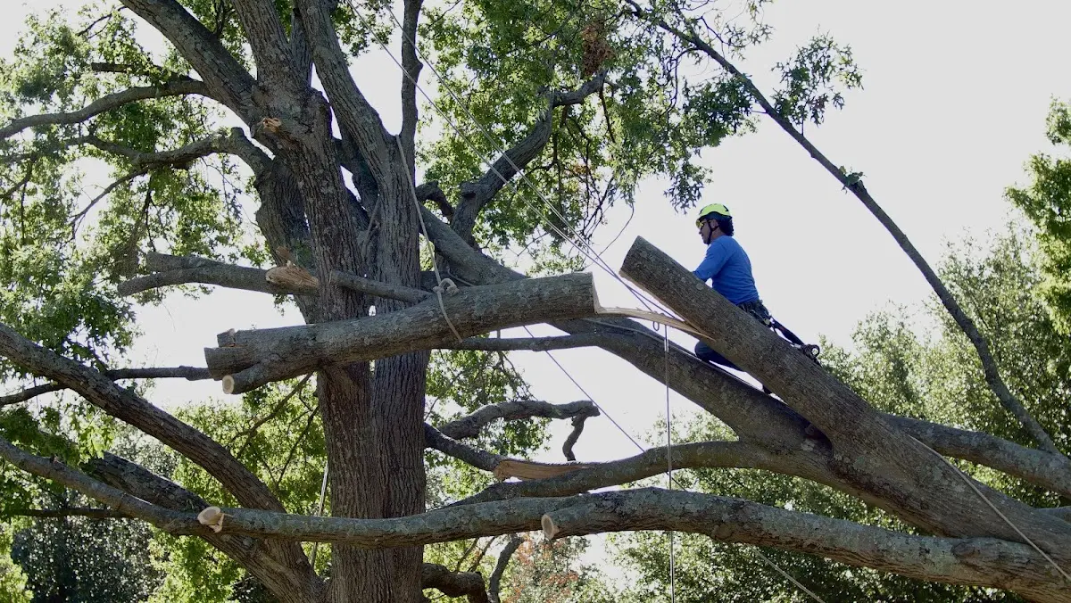 Professional Crown Thinning performed by certified arborists in Shambaugh